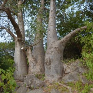 FD – Baobab Trees_2