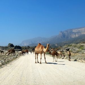 Camels Al Fazaya beach_1