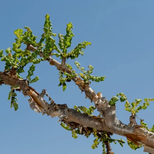 Francinsense Dhofar UNESCO World Heritage Sites