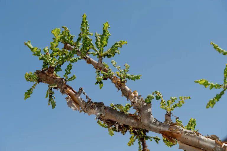 Francinsense Dhofar UNESCO World Heritage Sites