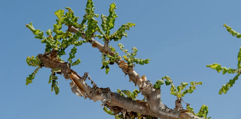 Francinsense Dhofar UNESCO World Heritage Sites