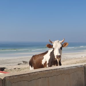 Mughsail Beach_1