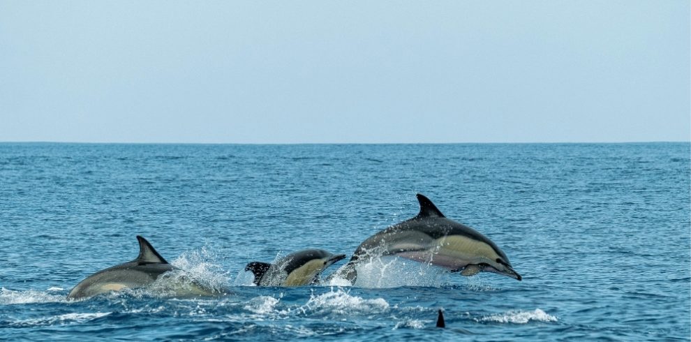 Dolphin Watching Muscat