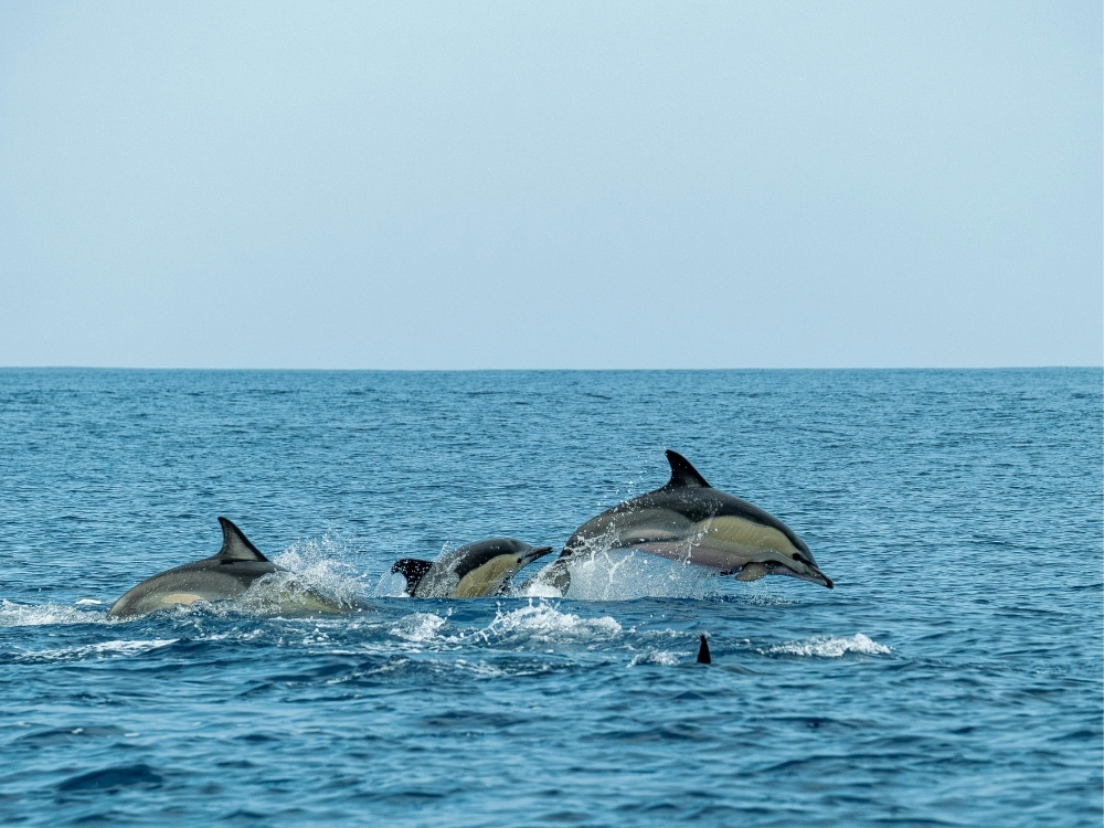 Dolphin Watching Muscat