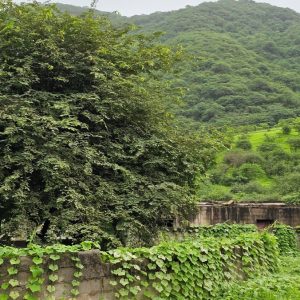 Ain Hamran Khareef Salalah Oman (4)