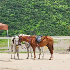 Al Sahalnoot Khareef Salalah Oman_3