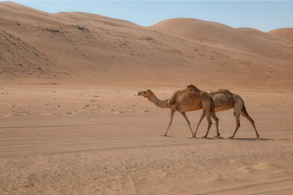 Wahiba Sands Oman Marhaba Dhofar