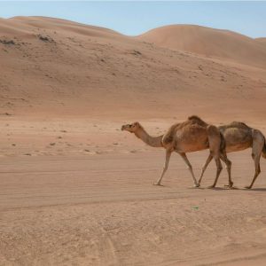 Wahiba Sands Oman Marhaba Dhofar