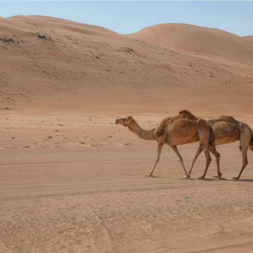 Wahiba Sands Oman Marhaba Dhofar