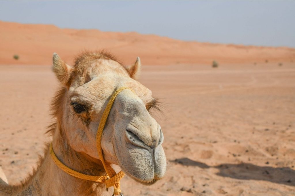 Wahiba Sands Oman Marhaba Dhofar