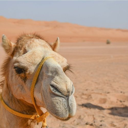 Wahiba Sands Oman Marhaba Dhofar