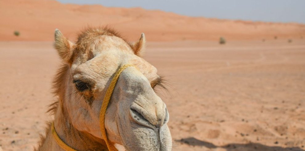 Wahiba Sands Oman Marhaba Dhofar