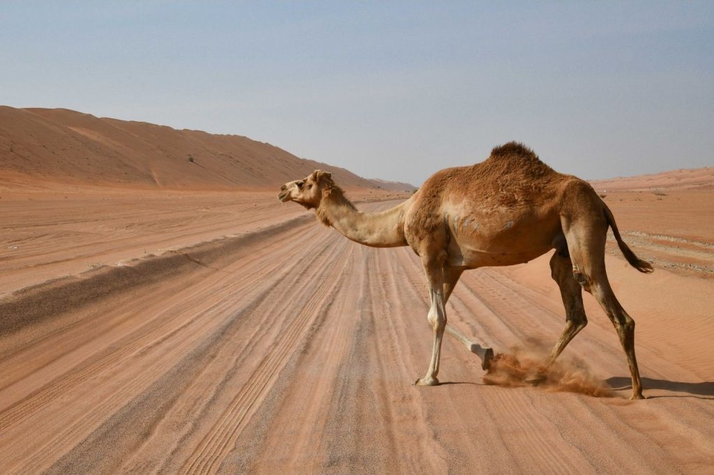 Wahiba Sands Oman Marhaba Dhofar