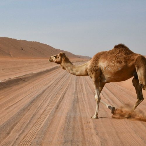 Wahiba Sands Oman Marhaba Dhofar